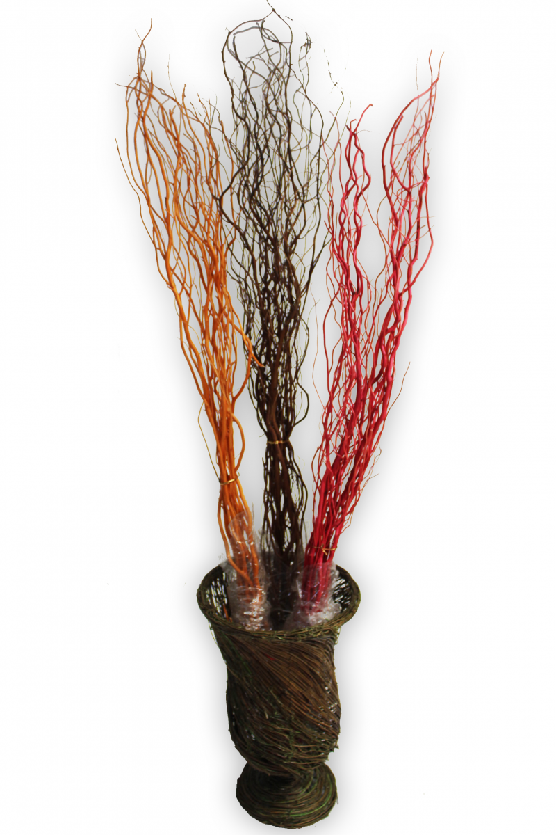 Branches de Salix en vente à Lyon 69000