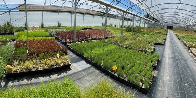 Grossiste en plantes et arbres Arles Pépinières Rouy